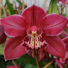 Cymbidium Double Red 8/11