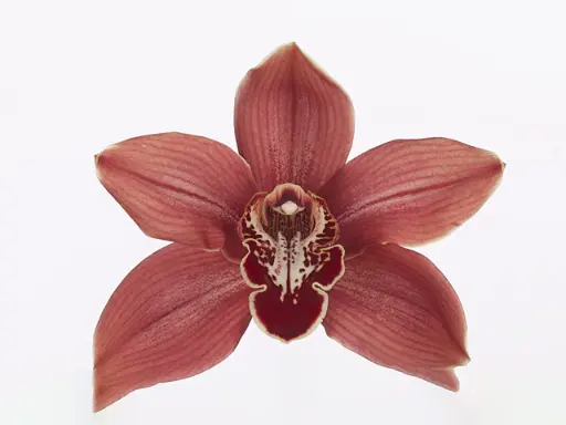 Cymbidium Fury Hades 12/15