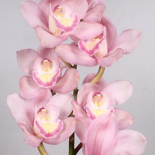 Cymbidium Aquarella 8/11
