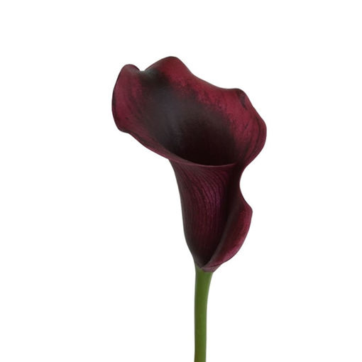 Zantedeschia (Calla) Rudolph 50Cm 