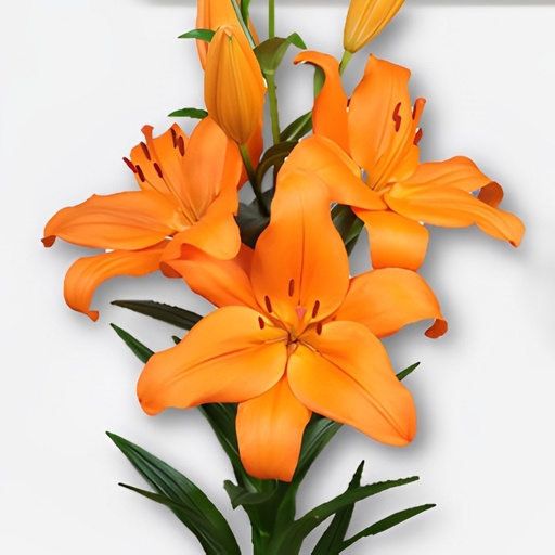 Li La Cortona 75Cm 2Bl