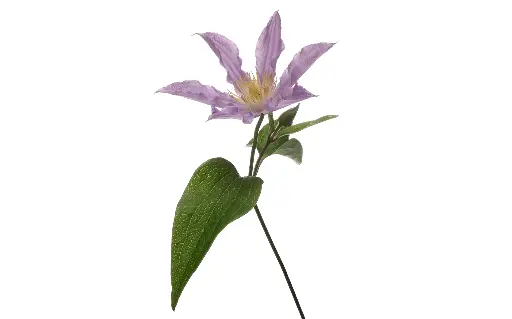 Clematis Amazing London 60Cm