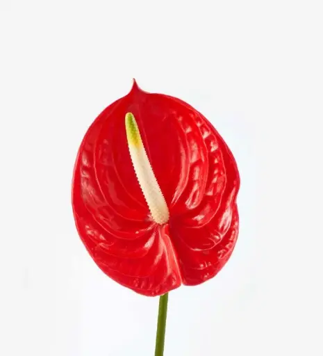 Anthurium Tropical XSmall 