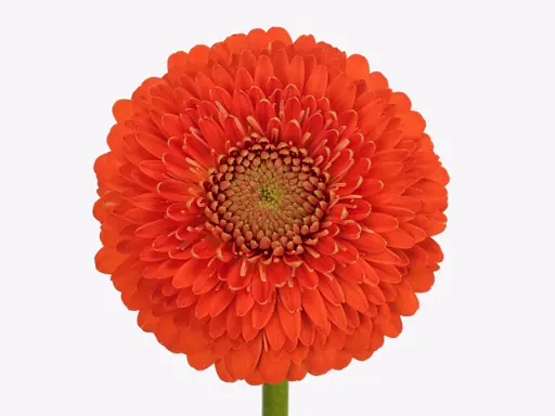 Gebera Mini Pomponi Bolero Winwin 
