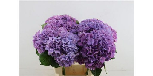 Hydrangea Scarlet Purple 