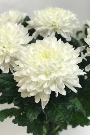 Chrysanthemum Antonov 60cm