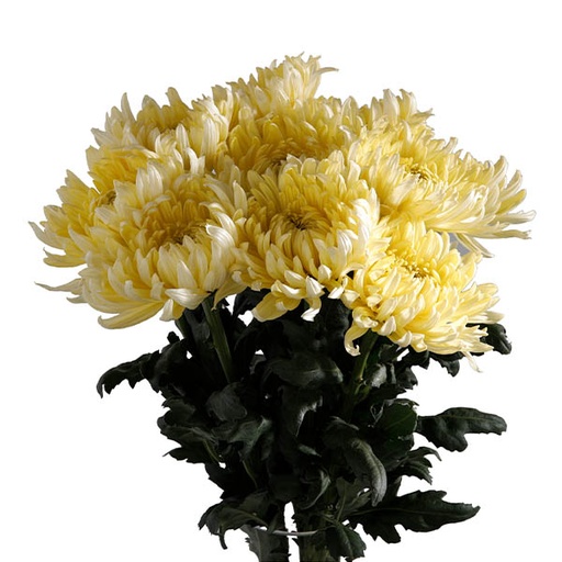 Chrysanthemum Alex Sandrov 60cm 