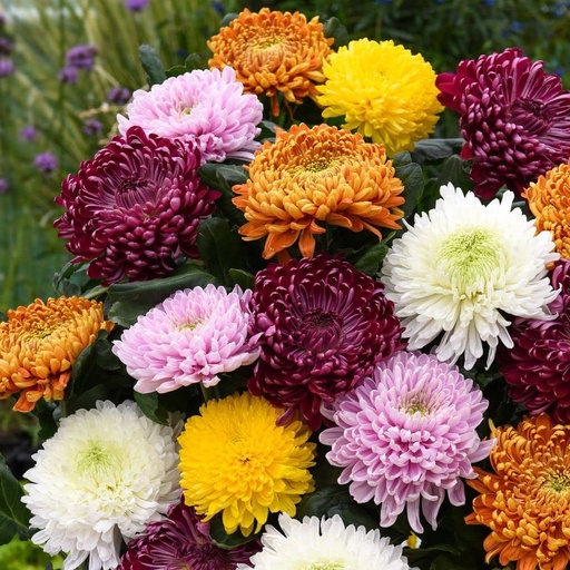 Chrysanthemum Single Mix 60cm