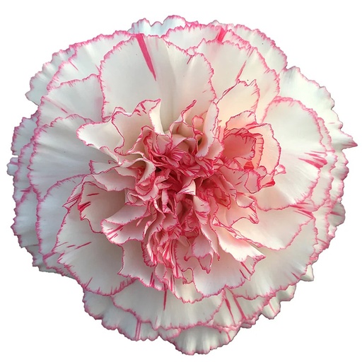 Carnation Pastel Damascus