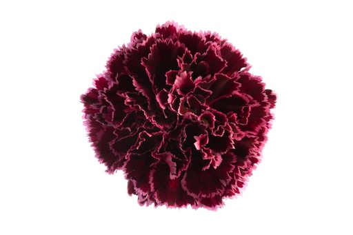 Carnation Nabblo Burgandy