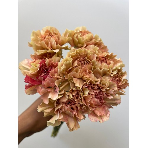 Carnation Sacna