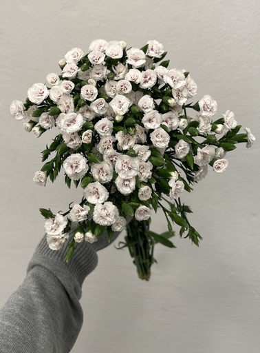 Carnation Spray Petitte