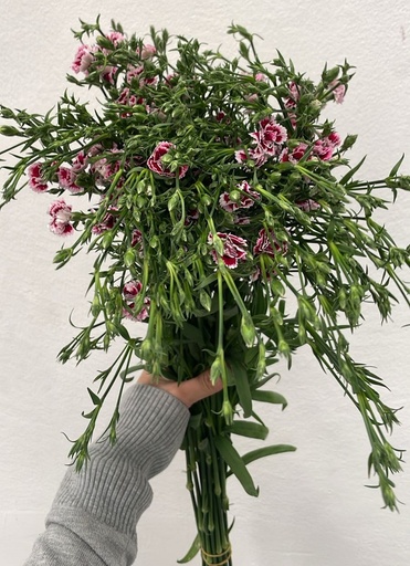 Carnation Spray Loise