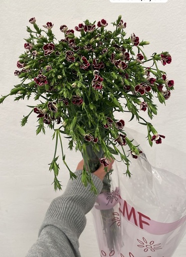 Carnation Spray Saba