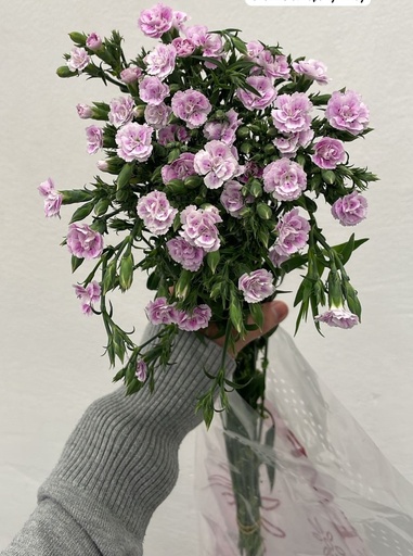 Carnation Spray Easy