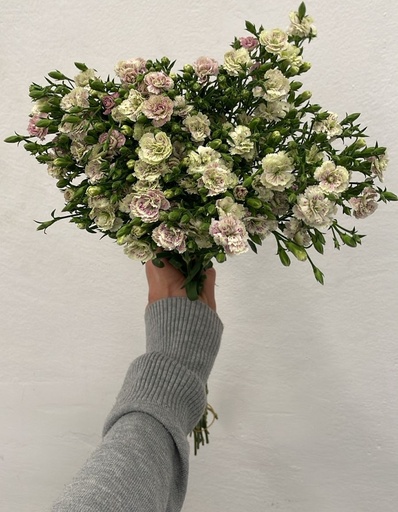 Carnation Spray Elea