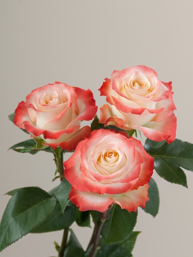 Rose Cabaret 40cm EC
