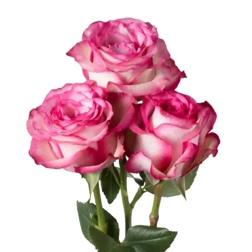 Rose Carrousel 40cm EC