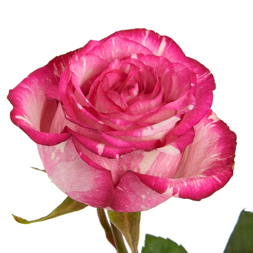 Rose Clown 40cm EC