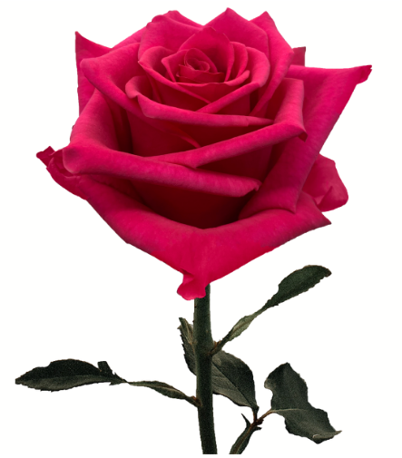 Rose Hot Explorer 40cm EC