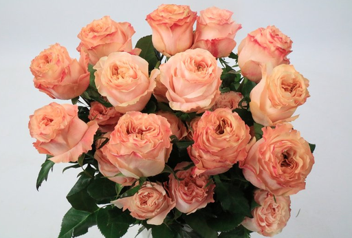 Rose Princess Crown 40cm EC
