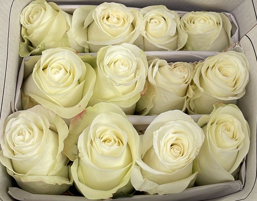 Rose Snow Ballet 40cm