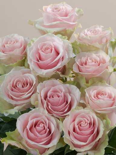 Rose Frutteto 40cm EC
