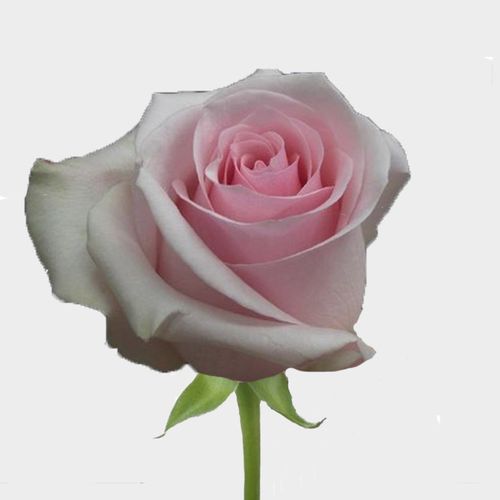 Rose  Novia 50cm EC