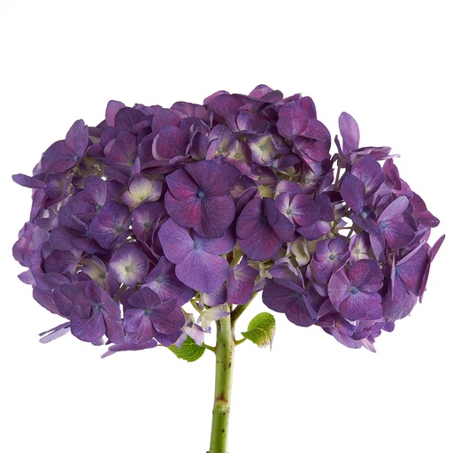 Hydrange Premium Purple CL