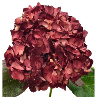Hydrangea Premium Burgundy CL