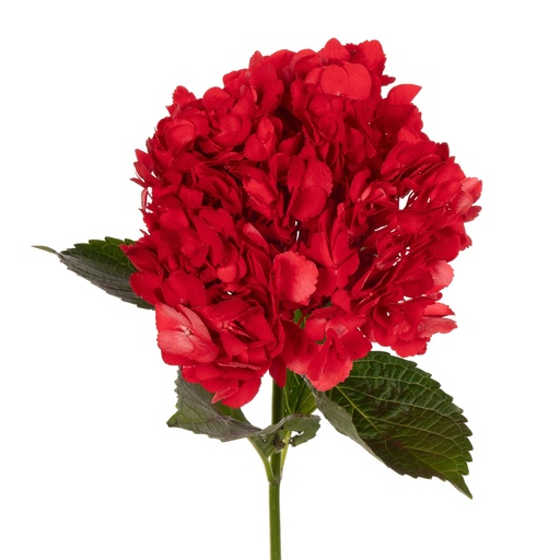 Hydrangea Jumbo Tinted Assorted Novelty CL