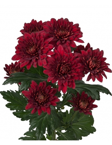 Chrysanthemum Rabello