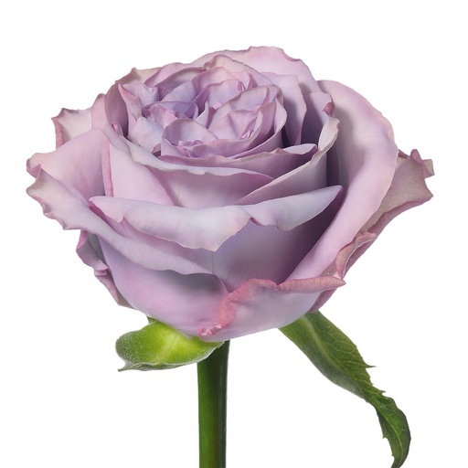 Rose Dolcetto 40cm
