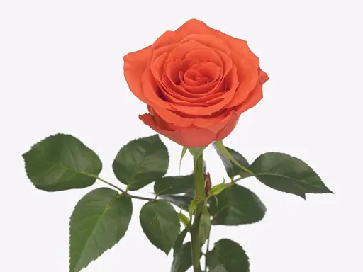 Rose Garfield 40cm