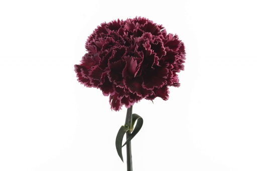 Carnation Nobbio Burgundy