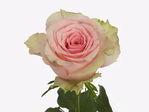 Rose Tango 50cm