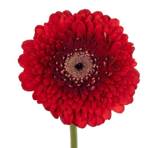 Gerbera Mini Pomponi