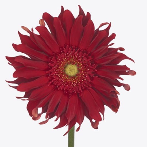 Gerbera Pasta Brenn