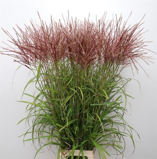 Miscanthus Rotfeder 80Cm