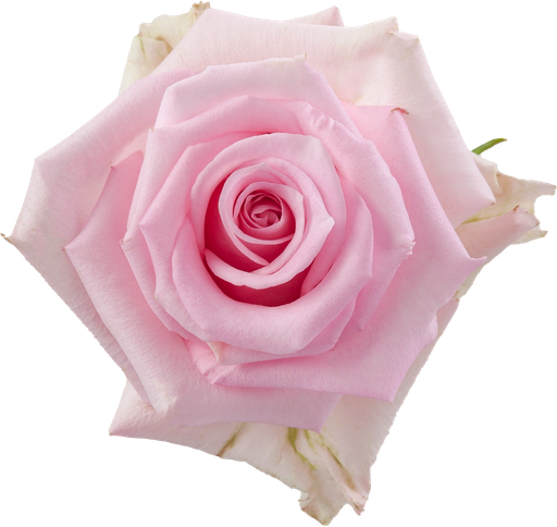 Rose Jessika 40cm