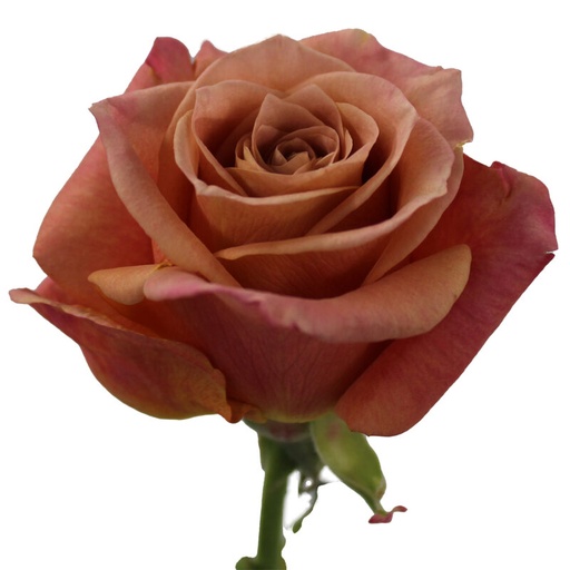 Rose Cafecita 40cm 