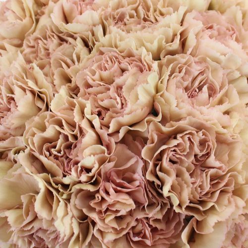Carnation Soana