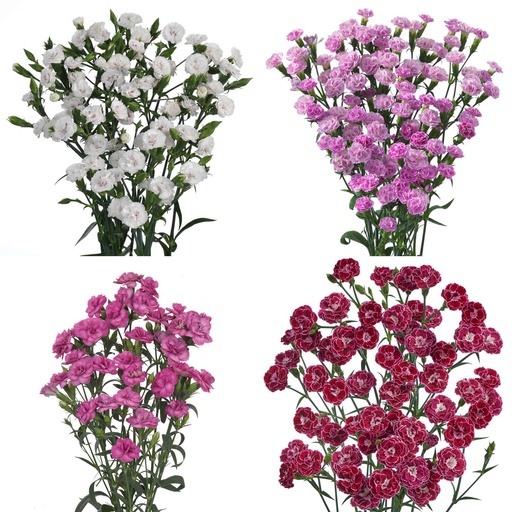 Carnation Raffines Mix