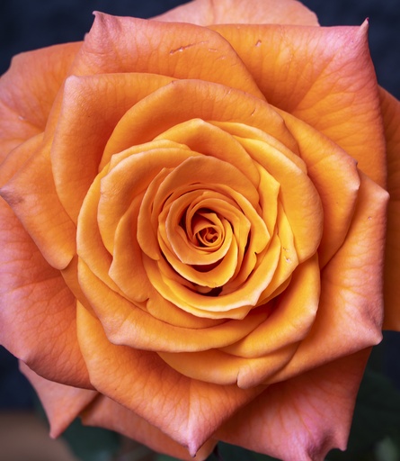 Rose Morangie 40cm