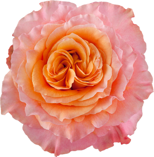 Rose Free Spirit 40cm EC