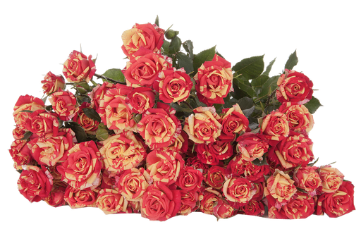 Spray Rose Fire Flash 50cm