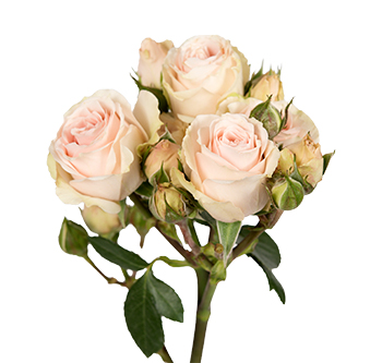 Spray Rose Peach Iriska 50cm