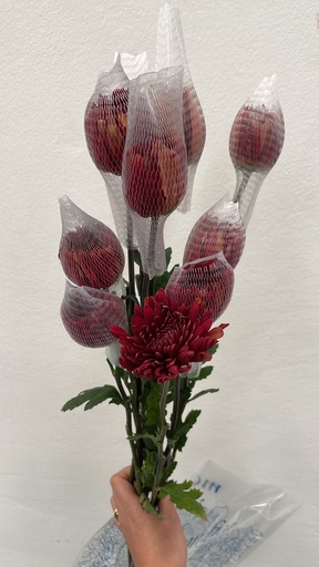 Chrysanthemum Red 70cm EC
