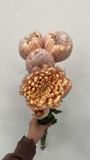 Chrysanthemum Salmon 70cm EC