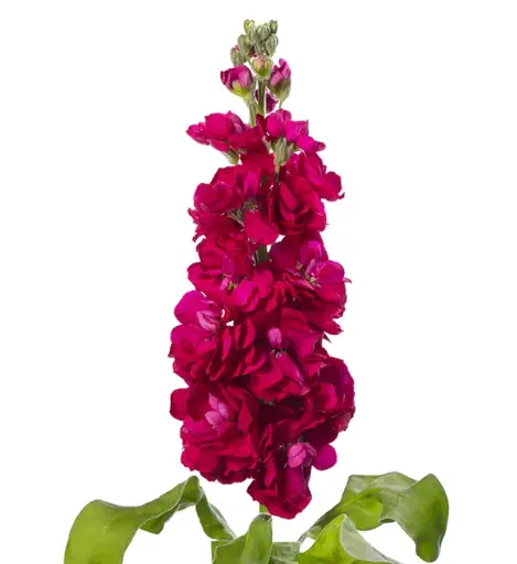 Mathiola Stock Red 70cm EC